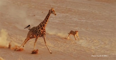 Are Nature Documentaries Faked?