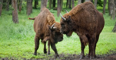 Restoration Vs. Preservation: the Psychology of Nature Conservation