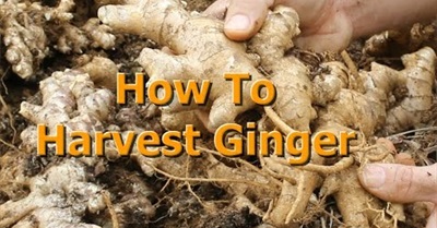 How To Harvest Ginger
