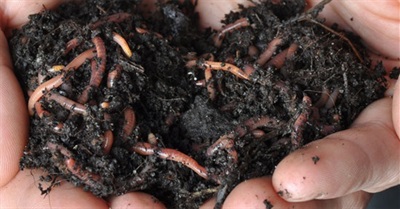 Organic Magic With Worms