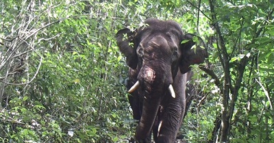 Ten Good News Wildlife Stories