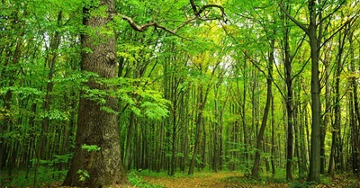 How Trees Communicate Using the Wood Wide Web