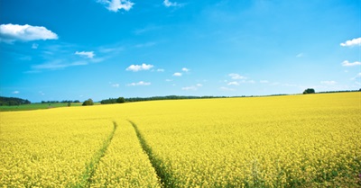 The Fertile Ground of Bewilderment