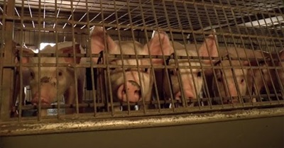 Scandal of Britain's Battery Piglets