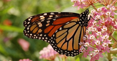 New Research Links Neonicotinoid Pesticides to Monarch Butterfly Declines