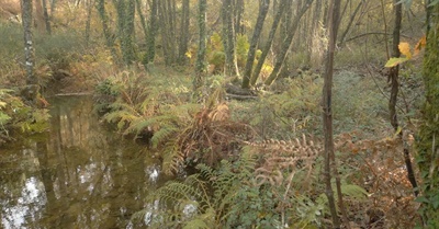 Libelinha Venture, Rewild The Future