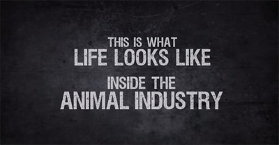 8 Horrific Animal Industry Practices That Could Give You Nightmares