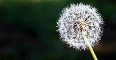 A Letter to the Humanity