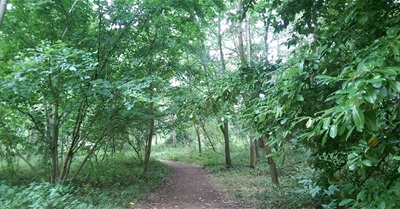 A Day in the Life of a LUMBER-JACK !