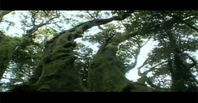 Organic Funk - Speak Now