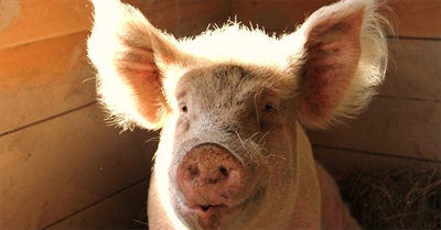 8 Farmed Animal Rescue Stories That Will Warm Your Heart