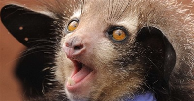 Primate-Watching: in the Year of the Monkey, Let's Build a Conservation Movement