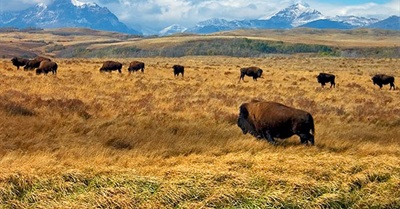 When I Dream of the Planet in Recovery