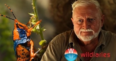 How a Grasshopper and a Farmer Changed the Face of Arnhemland