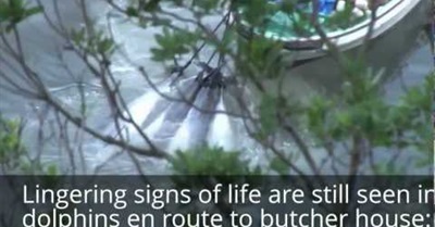For The Dolphins: The Taiji Massacres Continue