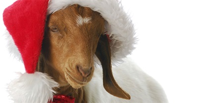 Five Ethical Xmas Presents Where No One Ends up With a Goat
