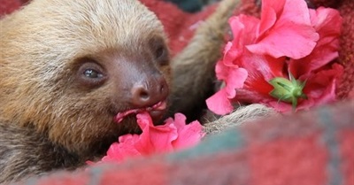 Help Save the Animals of COSTA RICA~Alturas Wildlife Sanctuary