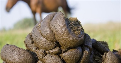 The Surprising Nobility of Shit: a Serious Response to President Donald Trump’s ‘Shithole’ Remarks About African Immigrants