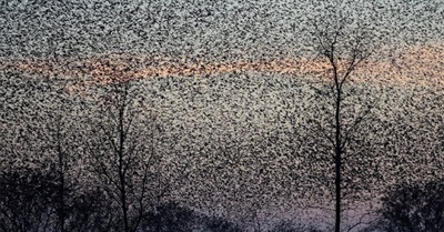 THE NIGHT THE BLACKBIRDS FELL