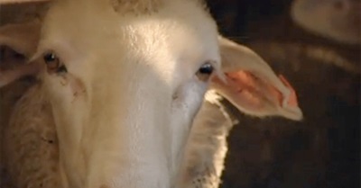 If you think live exports are a good idea, watch this