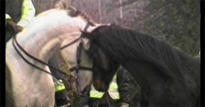 Wild Horses Of Newbury
