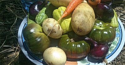 Towards a popular vote on food sovereignty in Switzerland