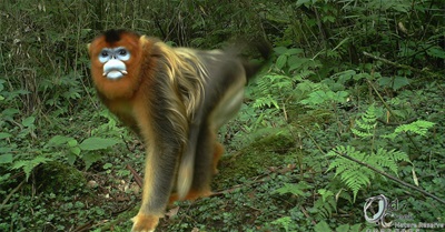 7 Real-Life Creatures More Magical Than Pokémon