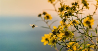 Wild Bees Can Help Honey Bees—How Your Yard Can Support Them