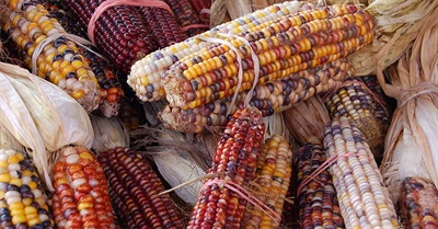 The Woman Who Chose to Plant Corn