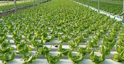 What Does "Organic" Mean?