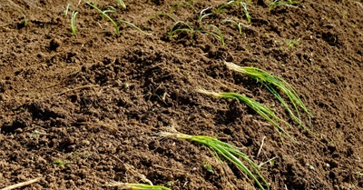 To Restore Our Soils, Feed the Microbes