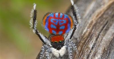 Top 20 New Species of 2016