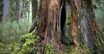 One Man's Mission to Preserve the Sound of Silence