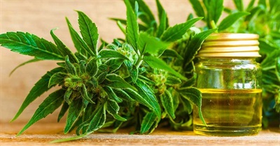 The Unknown Benefits of Using Hemp Oil for Pain Management
