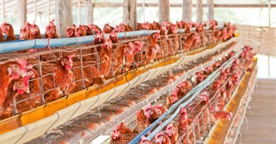 How to Avoid Factory Farmed Foods
